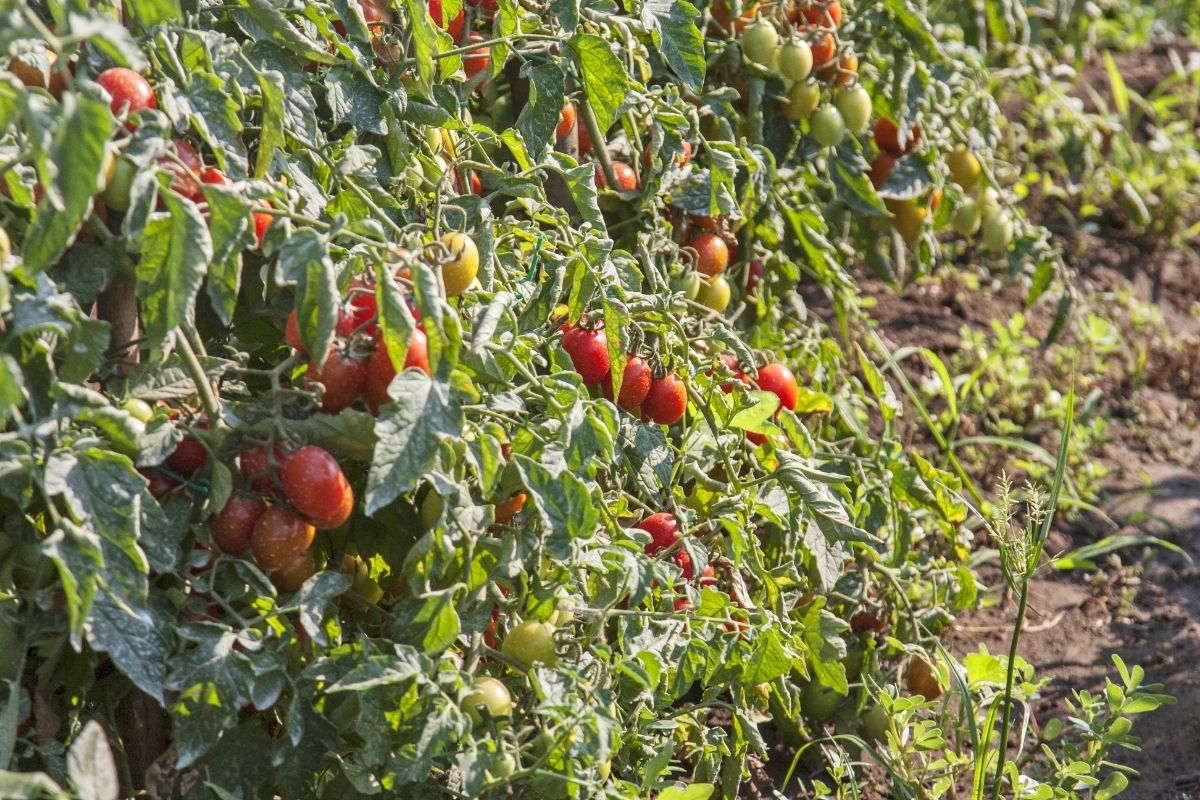 Como plantar tomate em saco de ração? Desse jeito é barato e mais fácil