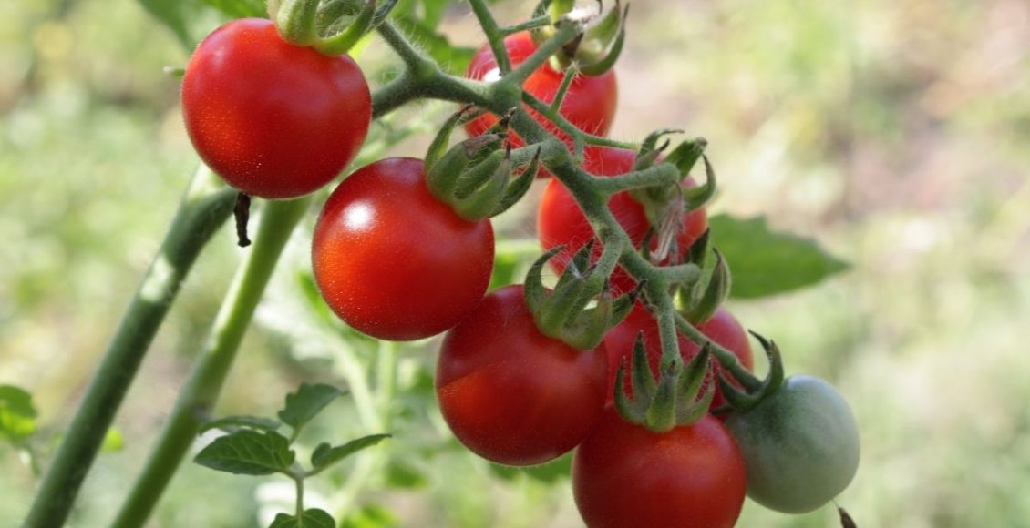 Como plantar tomate em saco de ração? Desse jeito é barato e mais fácil