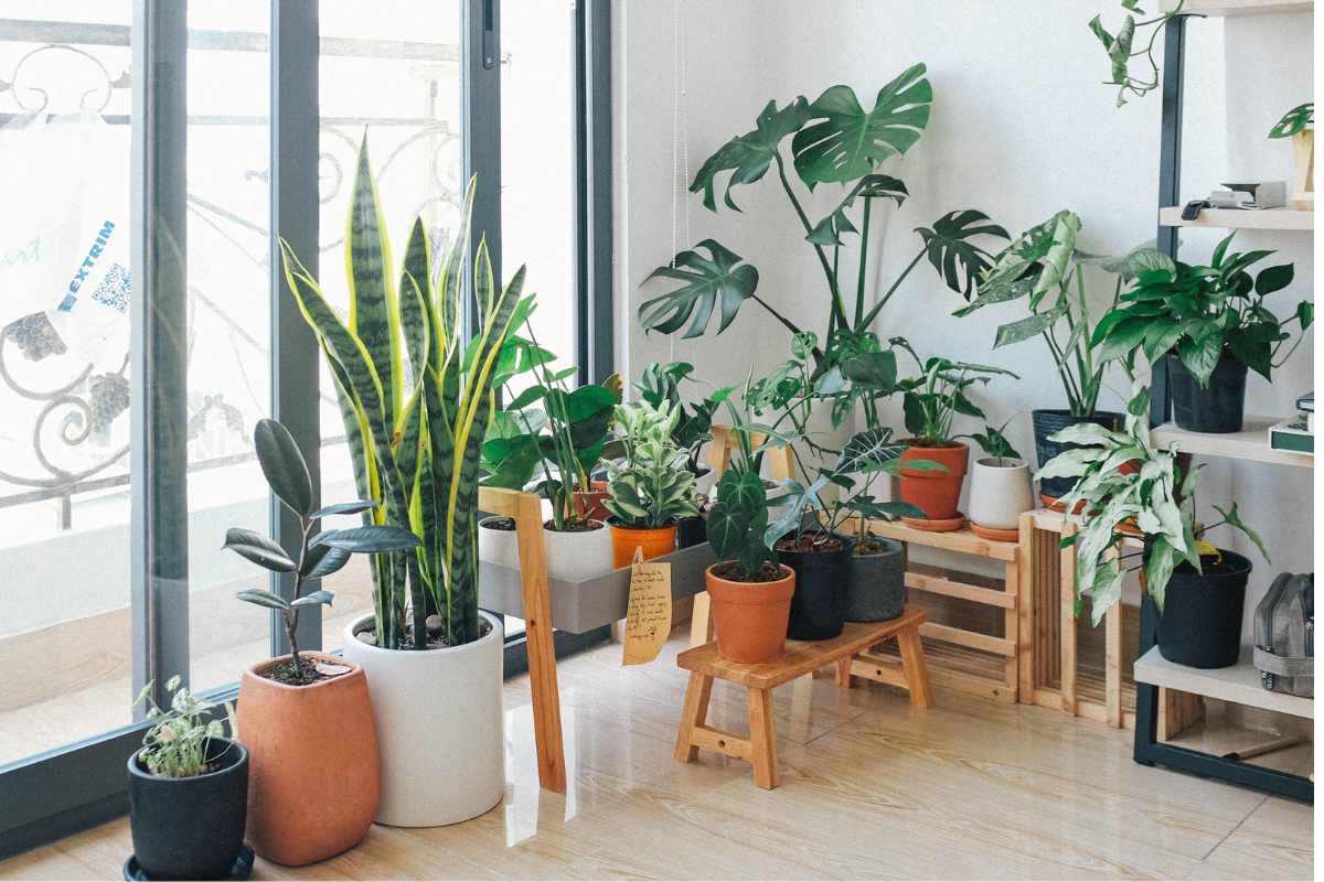 Plantas Pendentes Que N O Precisam De Sol Lindas E De F Cil Cultivo Confira Tutorial Aberto