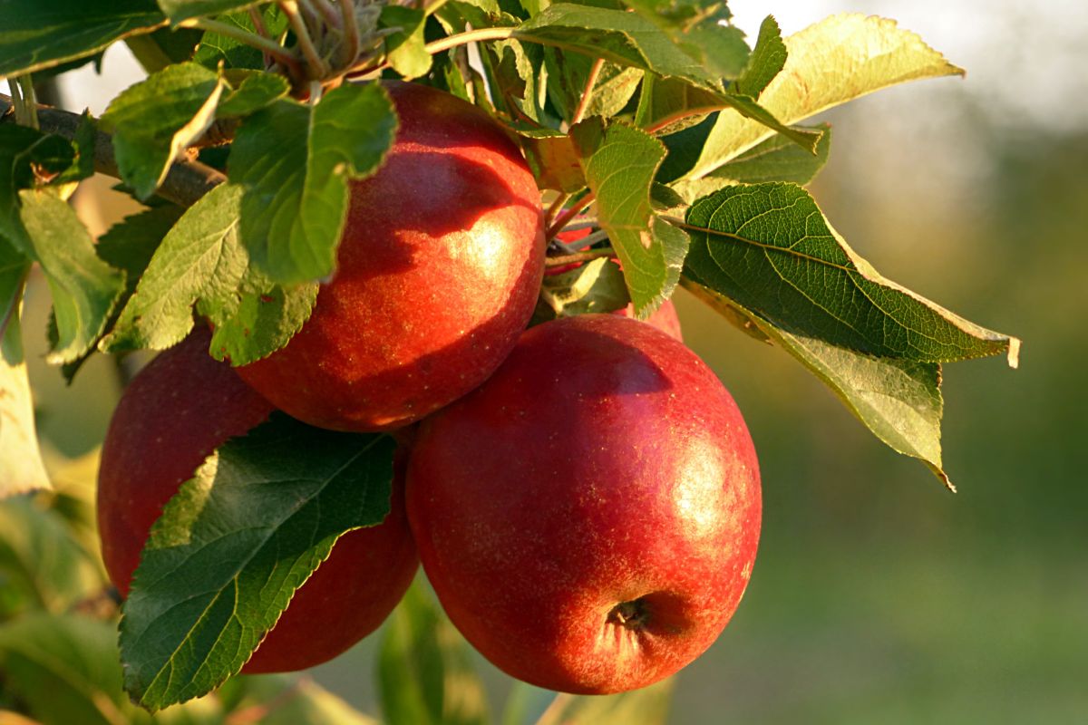 Bolo integral de maçã: receita que todos podem comer, faça hoje mesmo e não saia da dieta!-Canva
