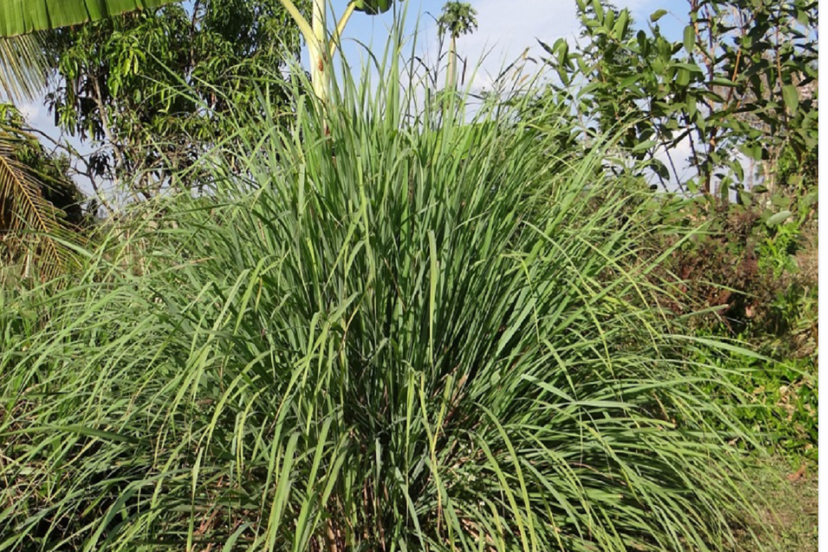 Capim cidreira Foto reprodução do pxfuel