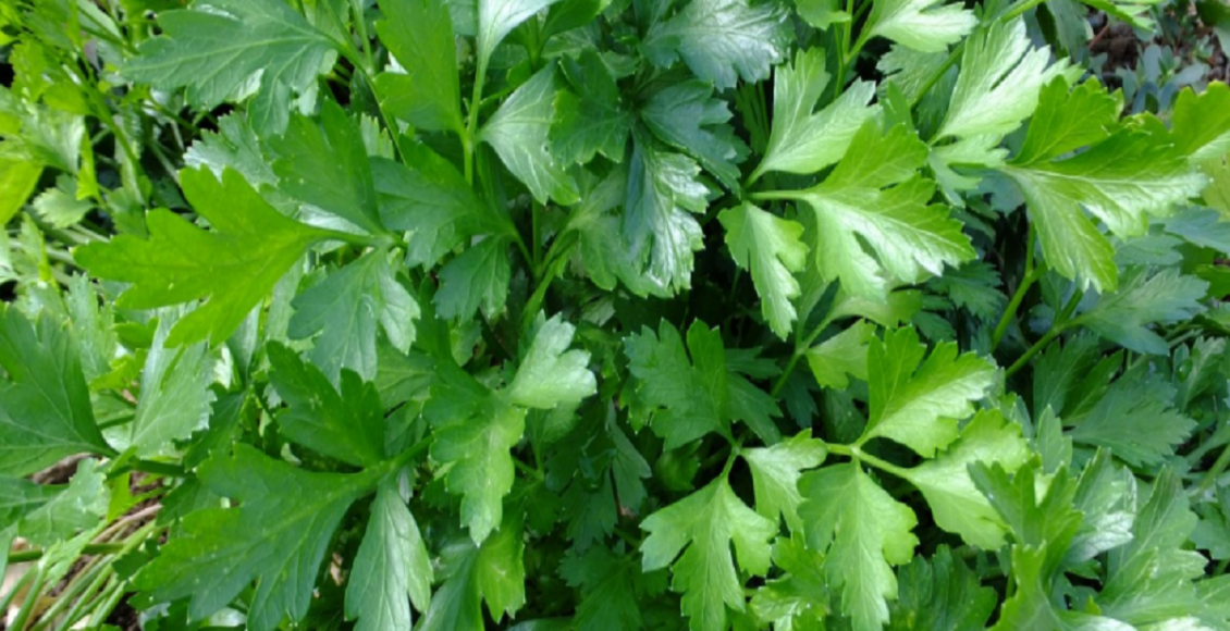 Coentro Foto reprodução do Pxherecom