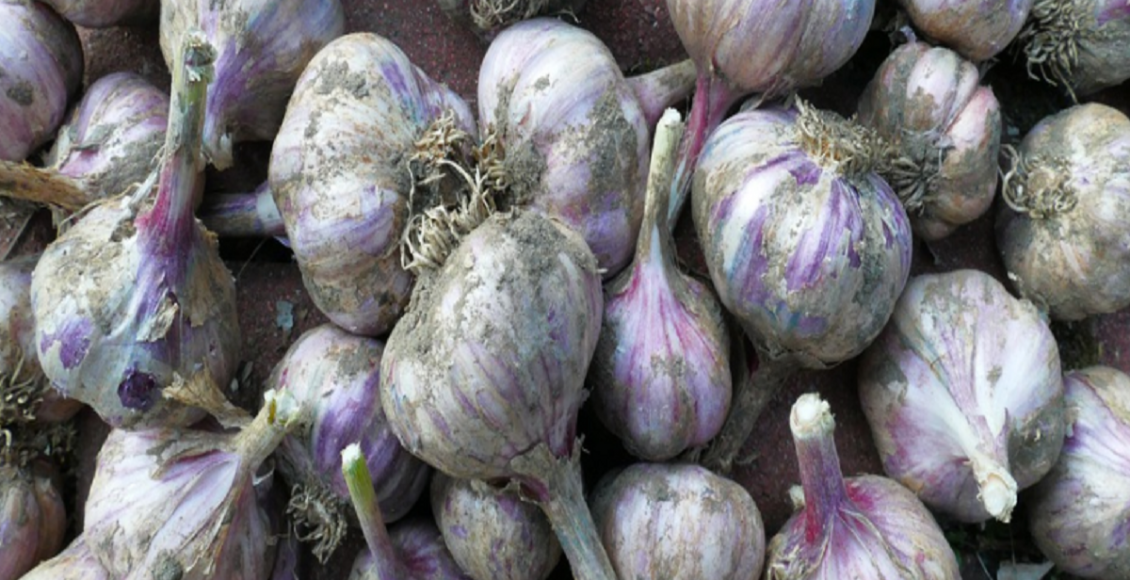 Cultivo de alho Foto Reprodução Pixabay