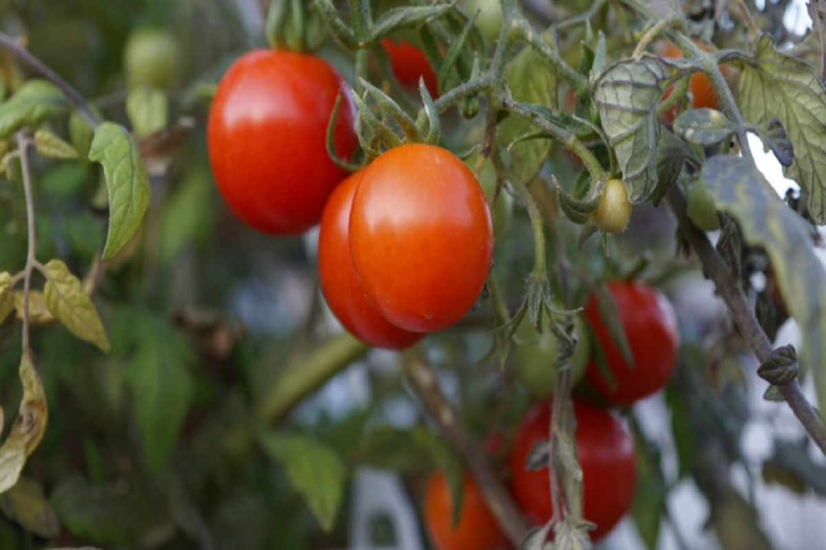 Cultivo de tomates Foto reprodução do pxhere