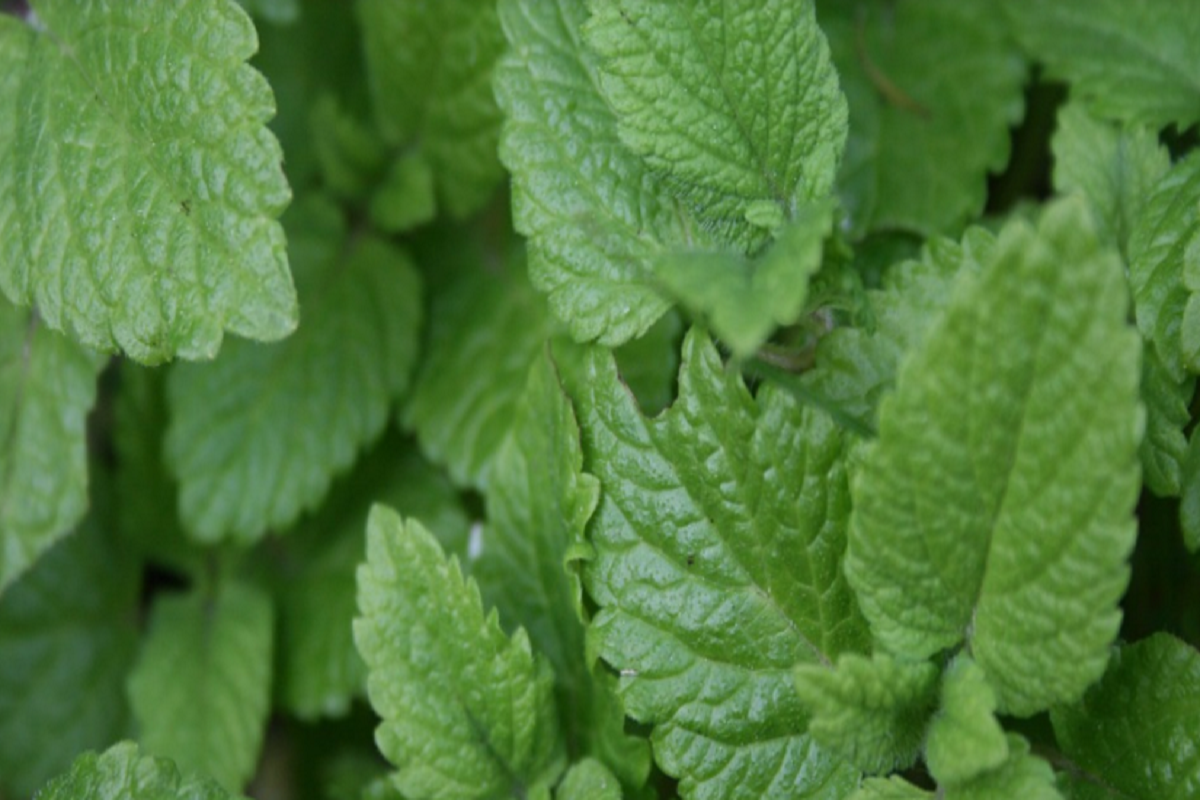 Erva cidreira Foto reprodução do pixabay