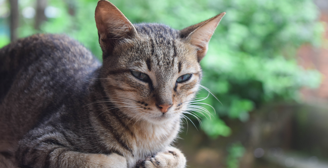 Gato na Horta Reprodução Pxfuel