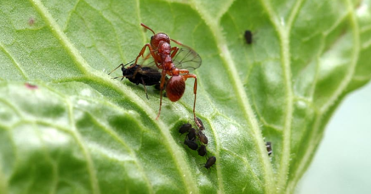 Lagartas e pulgões na couve Foto Reprodução do pxfuel