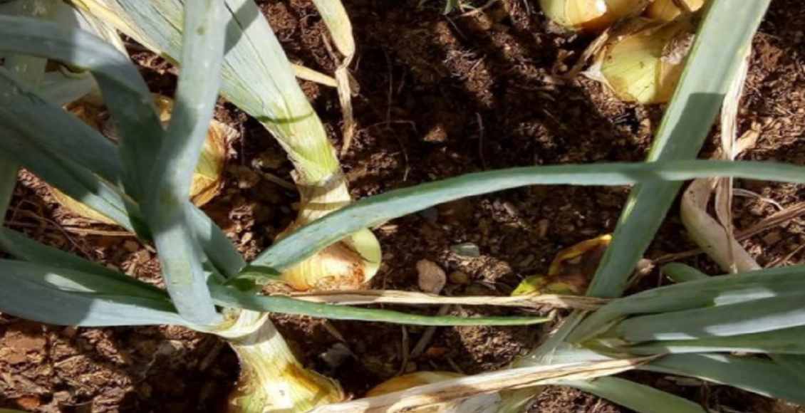 Plantar cebola Foto reprodução Instagram Selma.lacerda