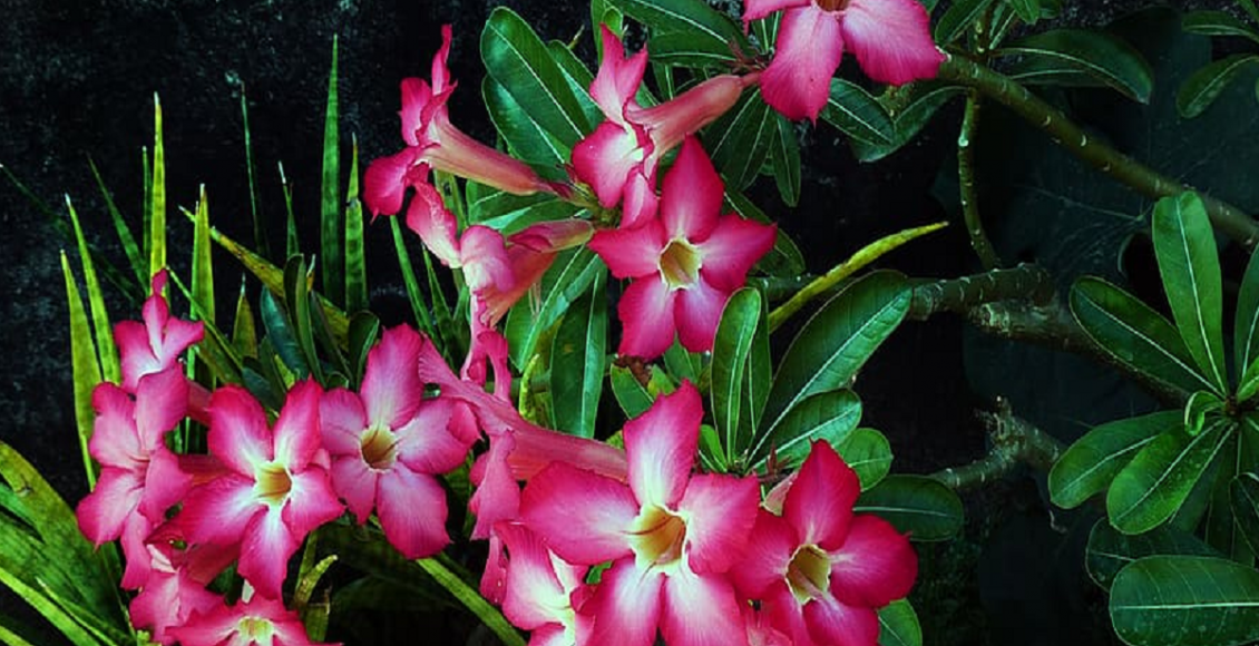 Rosa do deserto Foto Reprodução Pxfuel