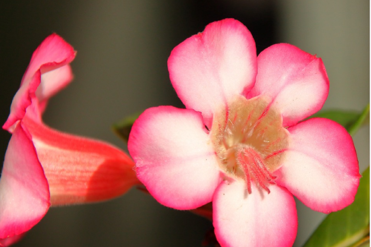 Rosa do deserto Foto reprodução do Pixabay