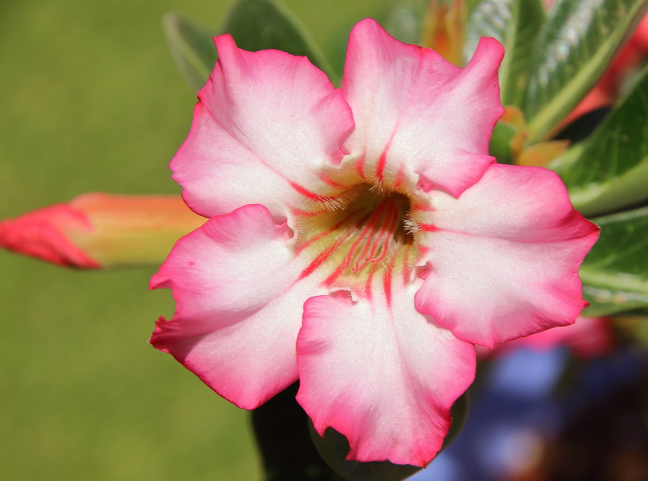 Adubo orgânico para Rosa do deserto: um jeito diferente de reaproveitar a matéria orgânica para as plantas