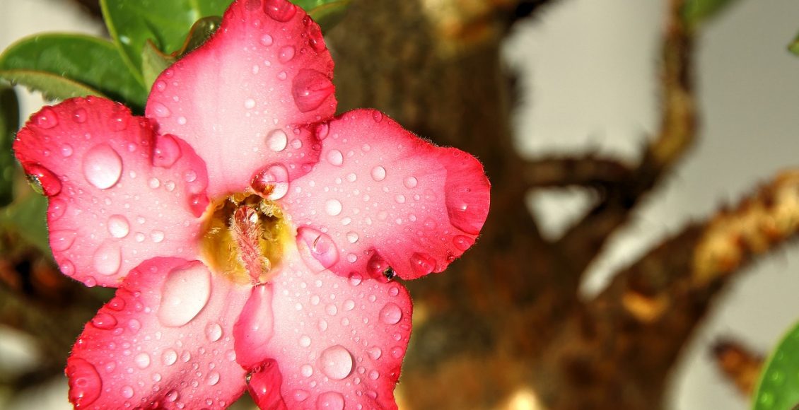 A sua planta rosa do deserto não quer florir? Entenda os motivos - Canva