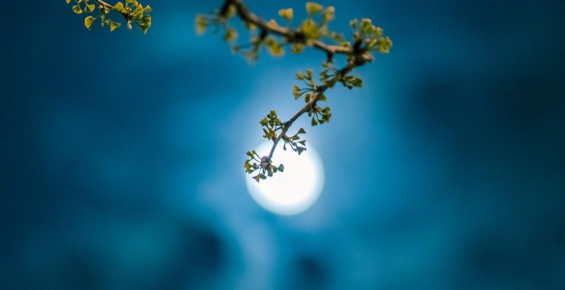 Lua nova é ideal para se plantar? Confira o que descobrimos