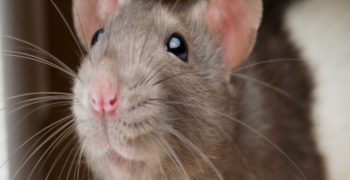 O que rato não gosta? Veja dicas para eliminar eles da sua casa