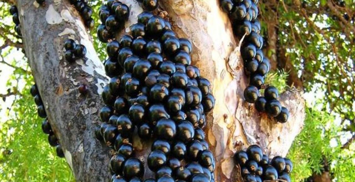 Pé de jabuticaba: como cultivar, dicas, valor e tempo de crescimento - Fonte: Pixabay