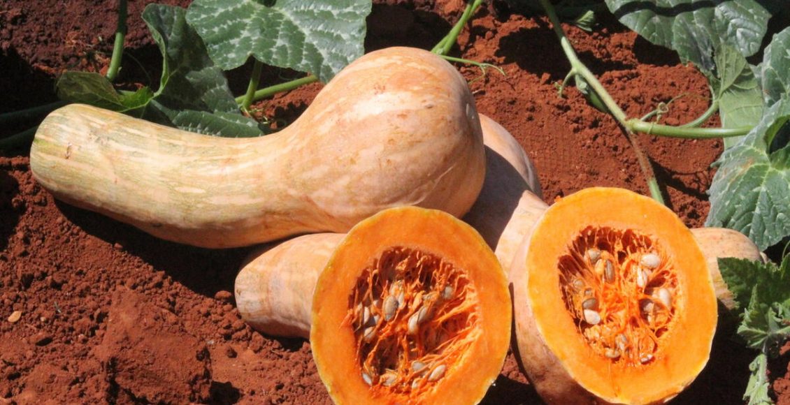 O que plantar em janeiro? Veja opções para uma boa safra aqui!