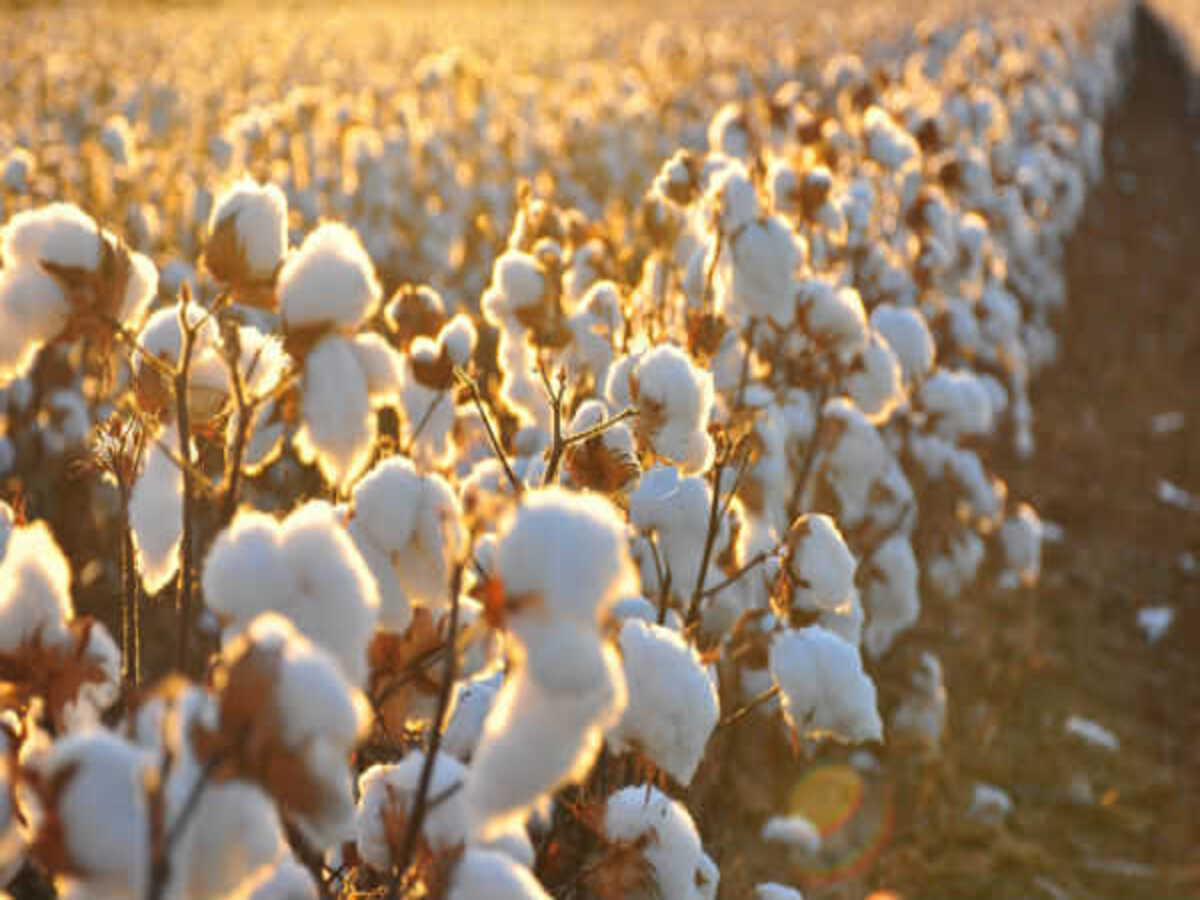 Plantação de algodão: como fazer, tempo de crescimento e época - Fonte> Pixabay