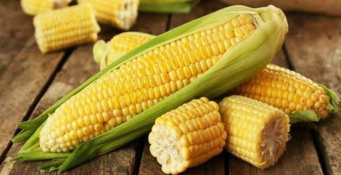 Milho: como plantar, tempo de crescimento e melhor época de colheita - Fonte: Freepik