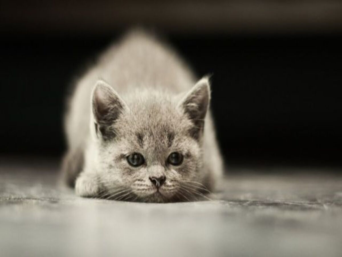 Quais são as espécies de plantas tóxicas para gatos? Saiba aqui. Fonte: Pixabay