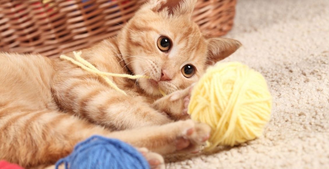 Brinquedos para gatos - Reprodução Canva