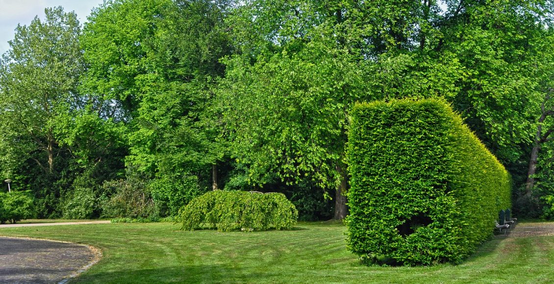 Cercas vivas veja o que são, para que servem e quais os tipos existentes reprodução pexels2