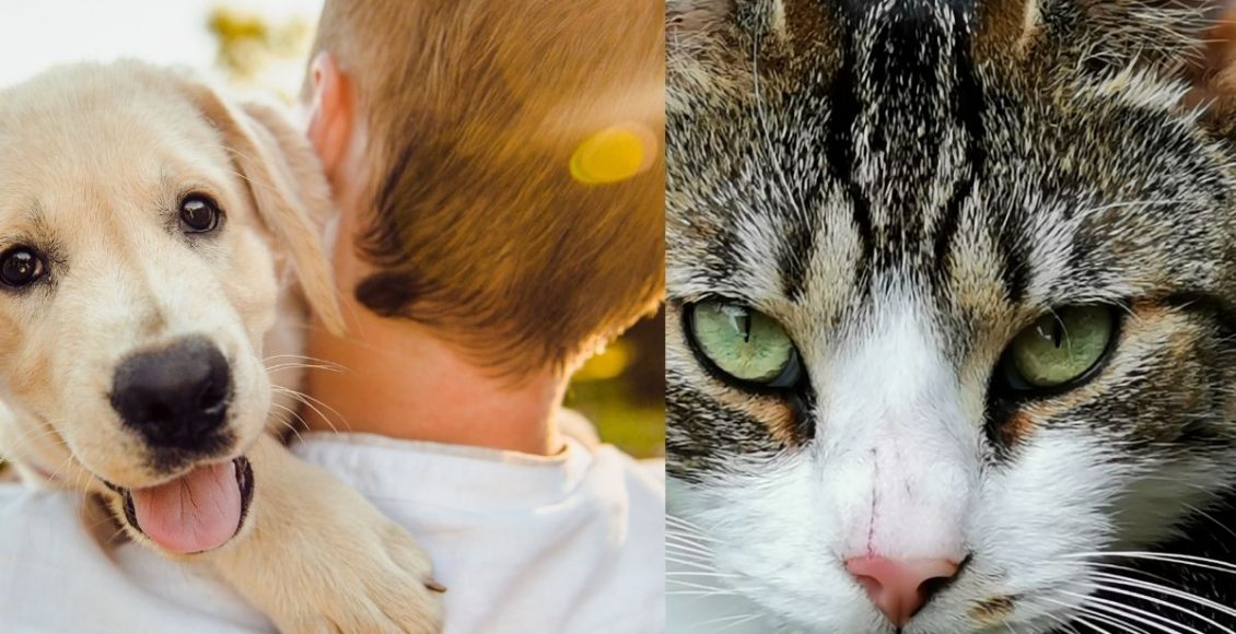 Cuidados com os Pets - Reprodução Canva