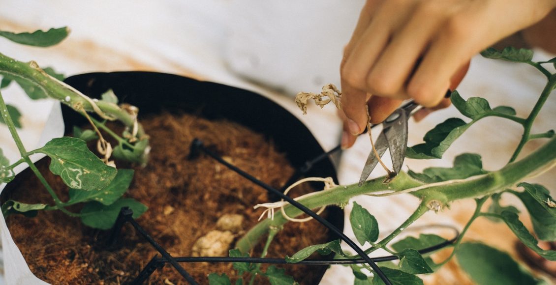 Cuidados que você deve tomar na hora de plantar qualquer planta reprodução pexels2