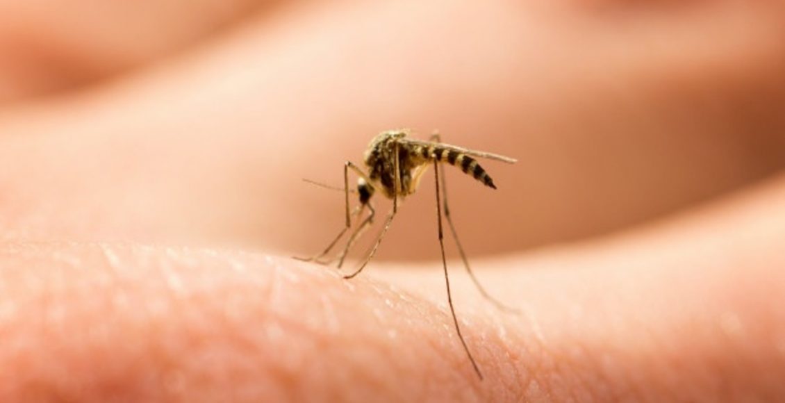 Como espantar mosquito de dentro de casa: veja dicas caseiras - Fonte: pixabay