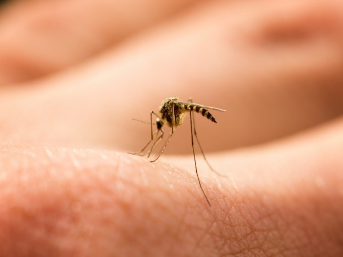 Como espantar mosquito de dentro de casa: veja dicas caseiras - Fonte: pixabay