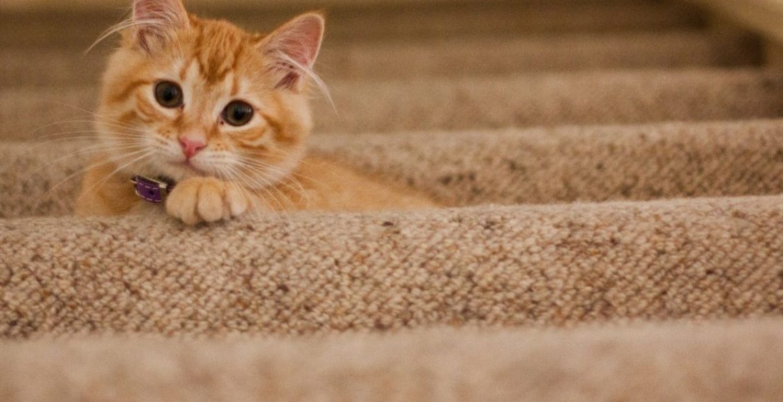 Dicas de como fazer brinquedos para gatos (Foto: Reprodução/Canva)