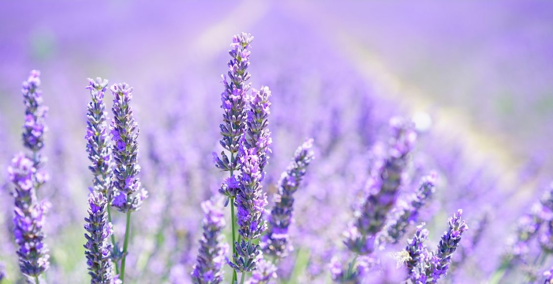 Lavanda-a-poderosa-planta-antiestresse-saiba-como-plantar-em-4-passos-simples-Reproducao-Pixabay.jpg