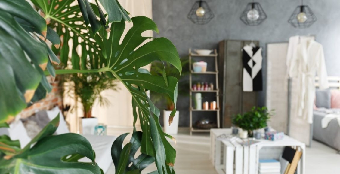 Plantas - Reprodução Canva (3)