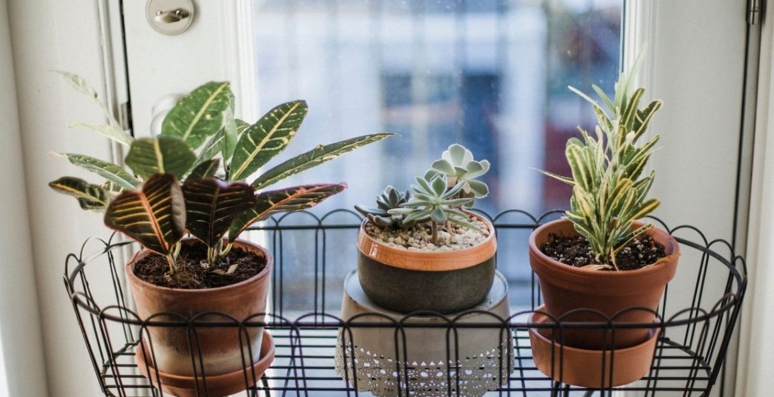 Plantas - Reprodução Canva (4)