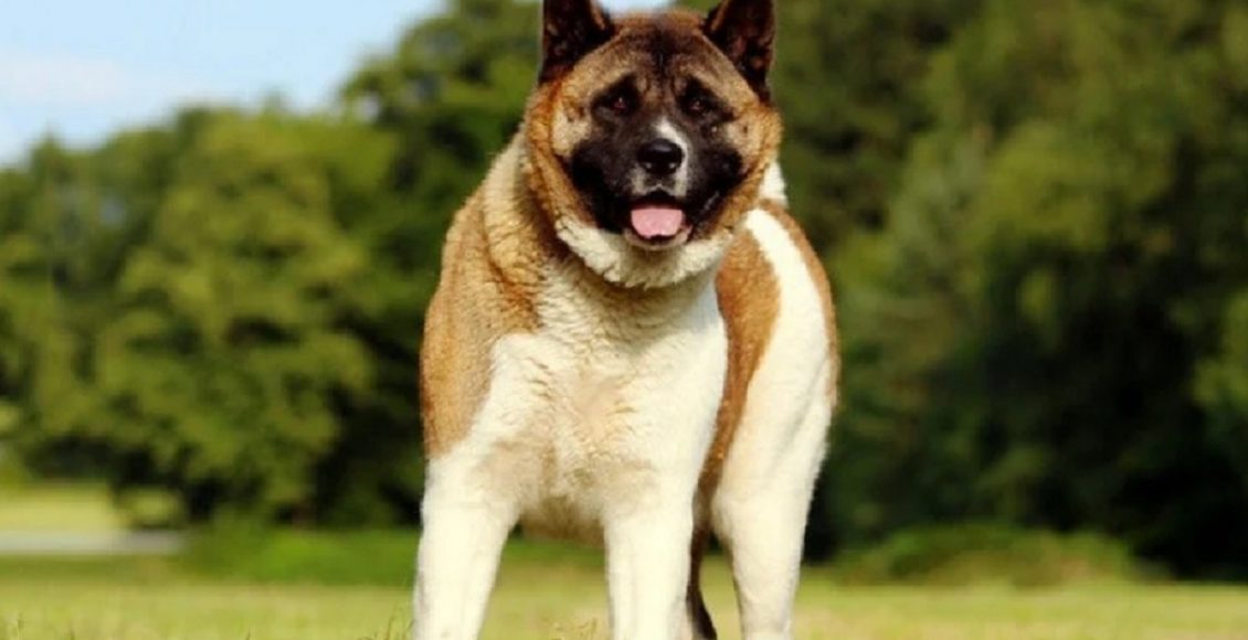 Dicas de como cuidar de um akita americano (Foto: Red Dragonsoul/flickr)