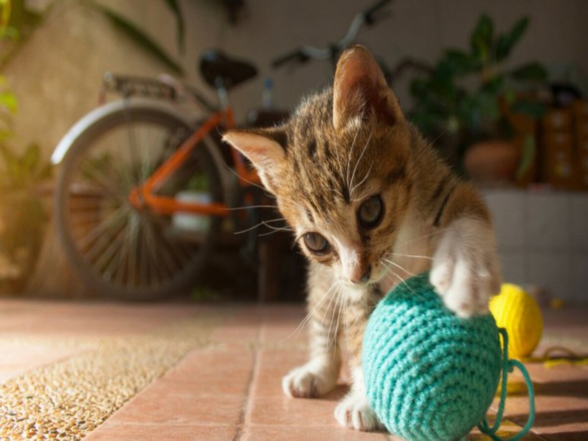 Como fazer brinquedos para gatos caseiro: passo a passo e dicas - Fonte: Pixabay