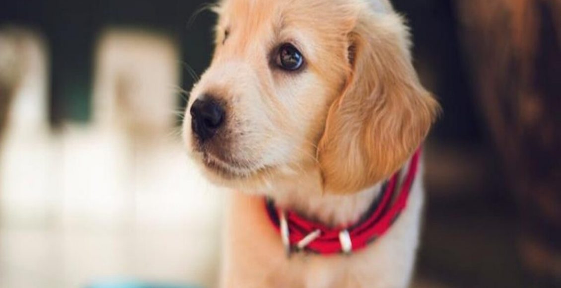 Dicas de como fazer cachorro gostar de banho e porquê eles odeiam - Fonte: Pixabay