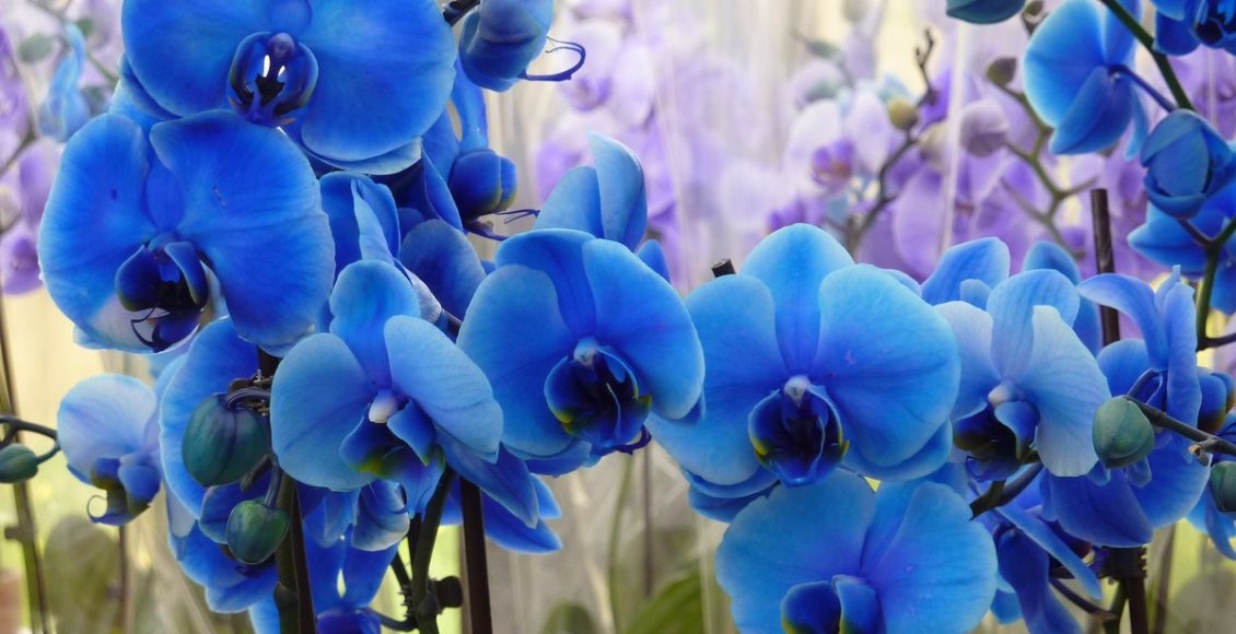 Orquídea azul: como cultivar e dicas para tirar cuidar e tirar mudas. Fonte: Pixabay
