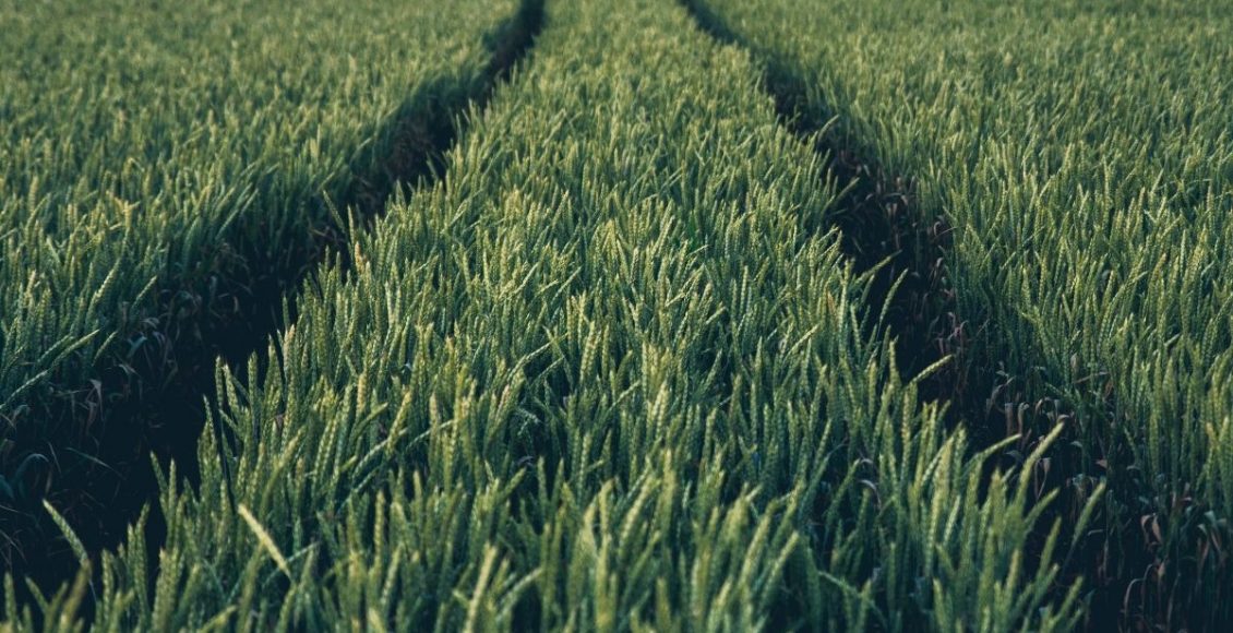 Ervas Daninhas - Reprodução Canva