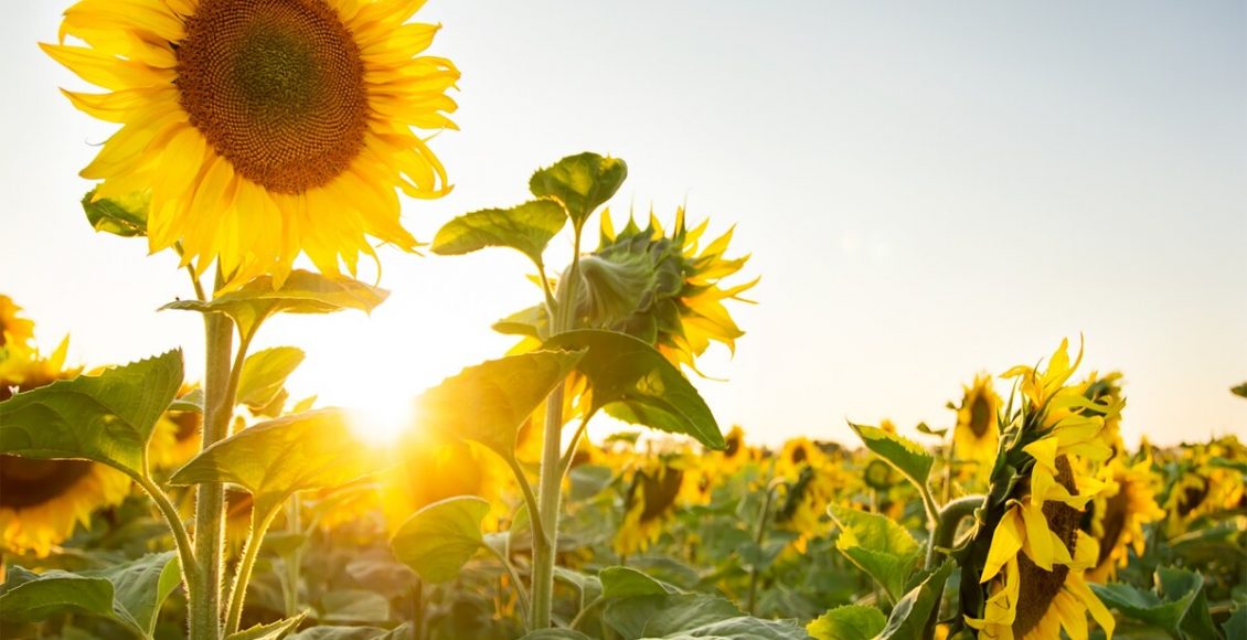 Girassol - Reprodução Canva