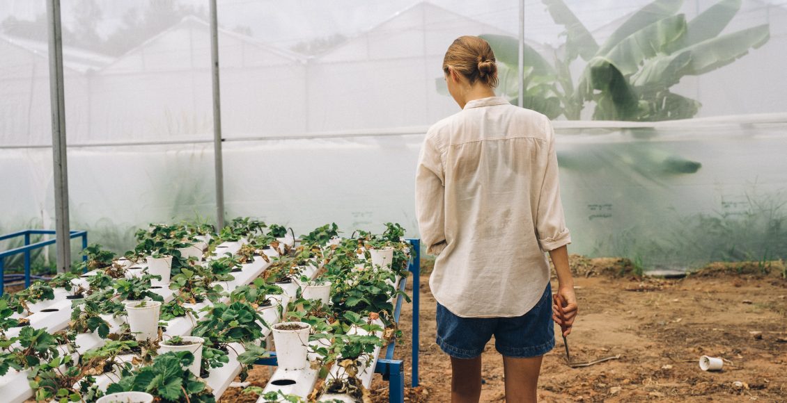 jardim vertical - fonte: pexels