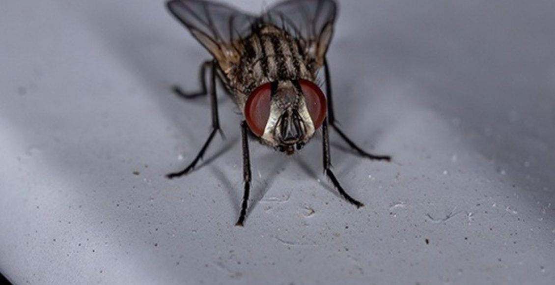 Dicas de como espantar as moscas para longe de casa - saiba! - Fonte: pixabay