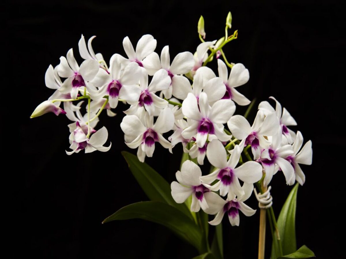 Orquídea - Reprodução Canva