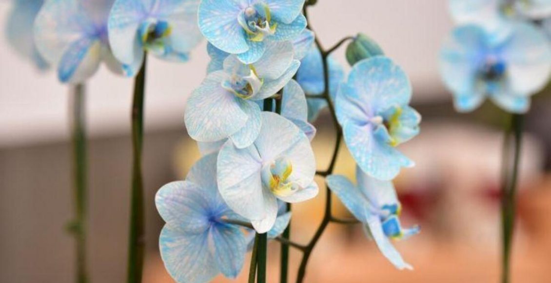 orquidea-azul - pixabay