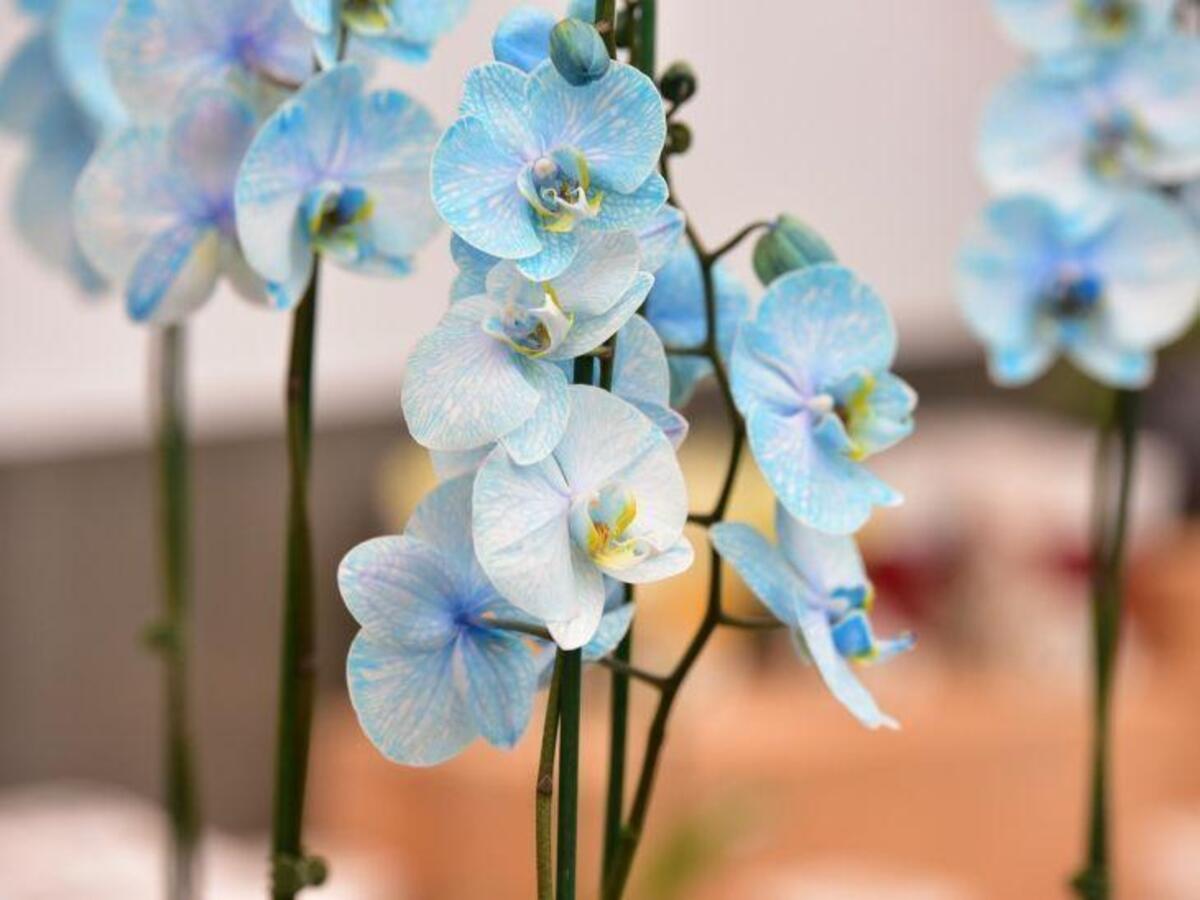 orquidea-azul - pixabay