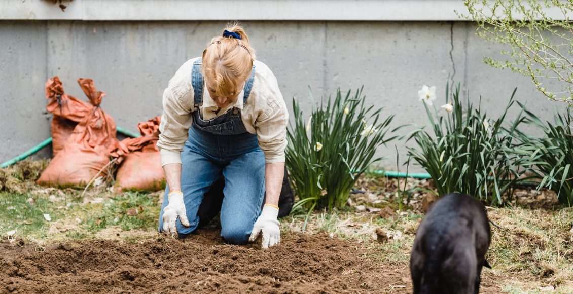 pets e plantas: reprodução Pexels