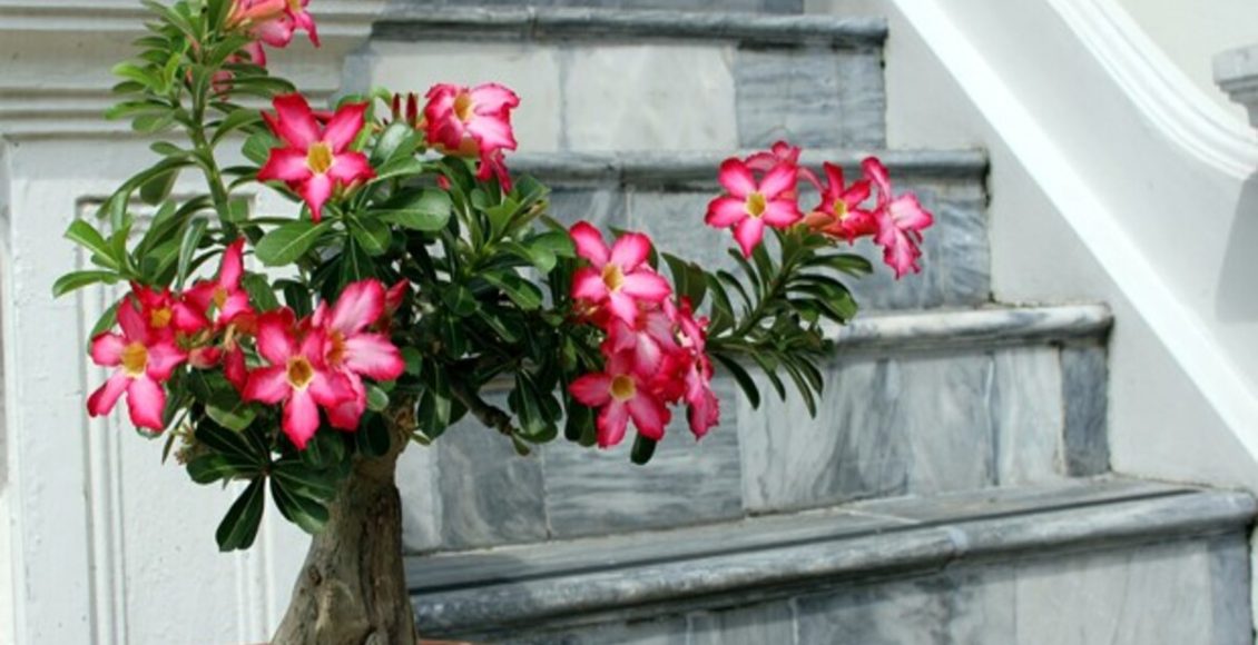 Rosa do deserto mudou de cor - Canva