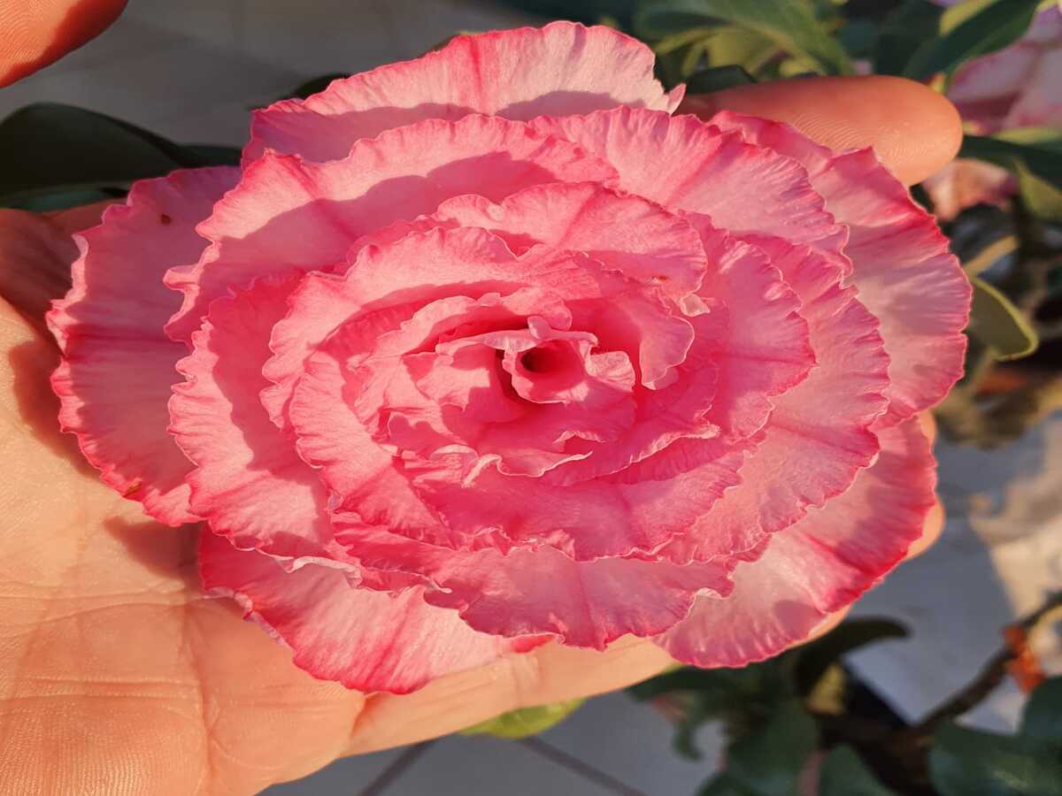 Rosa - Reprodução Pinterest