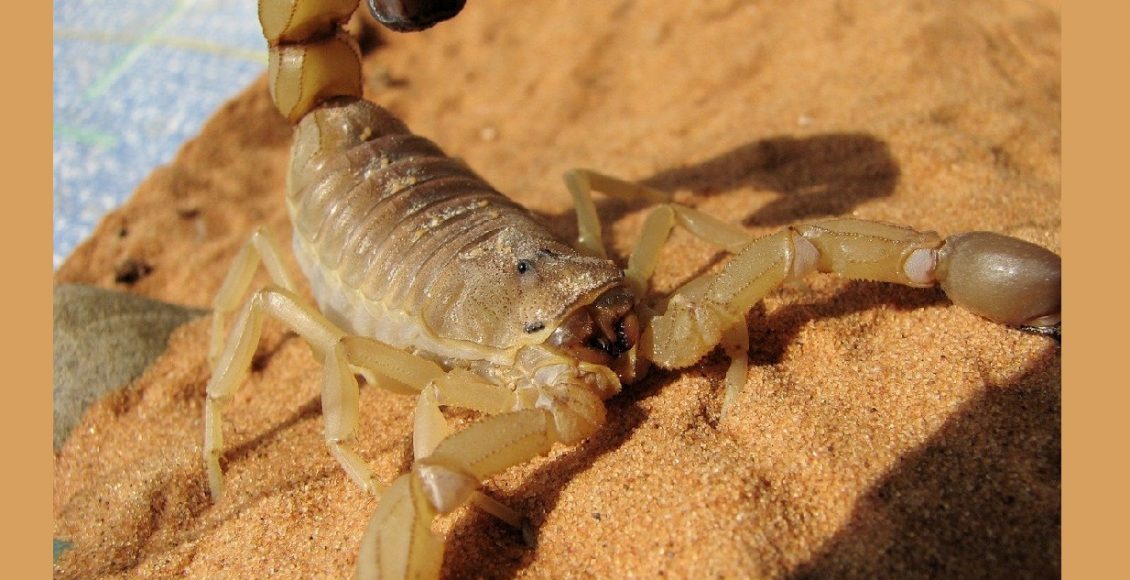 Escorpião - reprodução canva