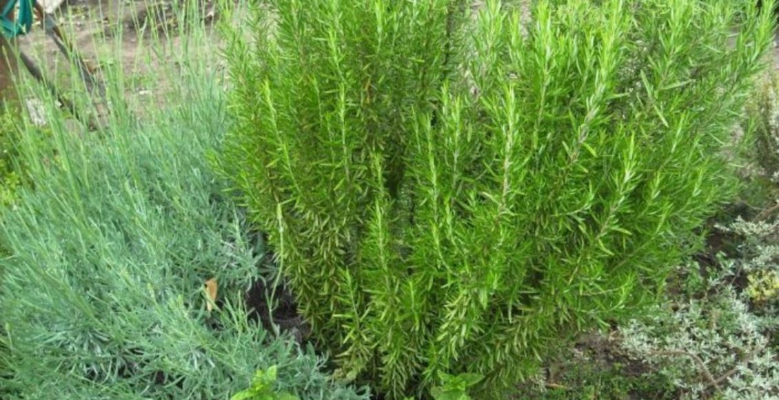 Alecrim: veja dicas para cultivar e manter a planta sempre produtiva - Fonte: Pixabay