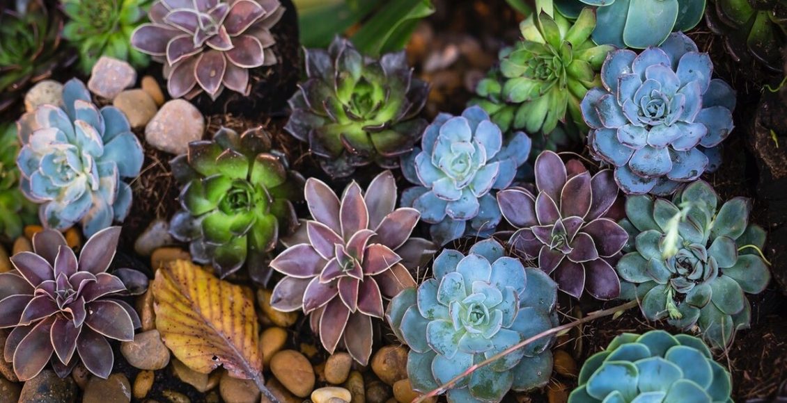 Como cuidar de plantas suculentas - Fonte: Freepik